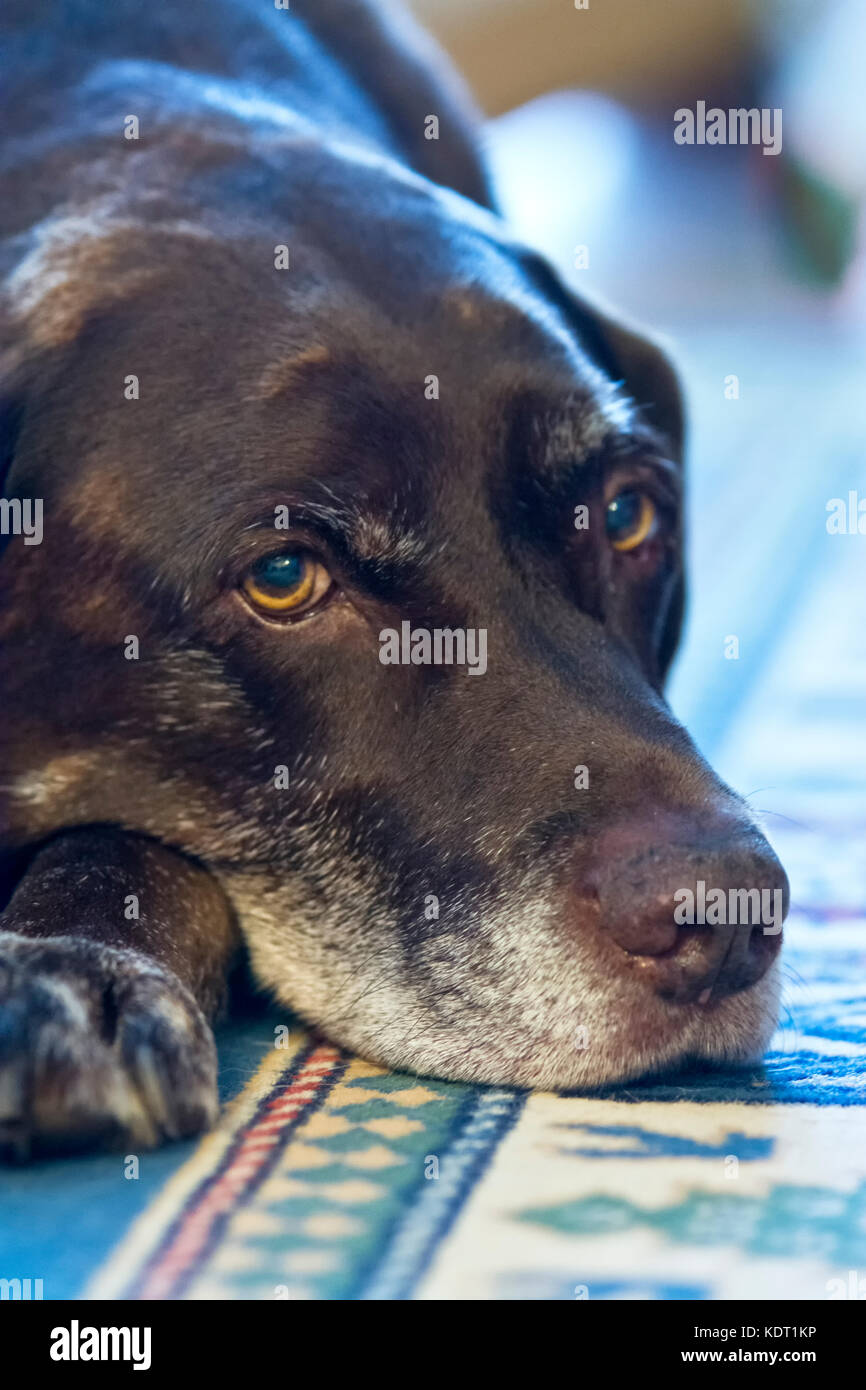 Un senior di dodici anni labrador cioccolato, weimararner razza trasversale giacente su un tappeto in appoggio Foto Stock