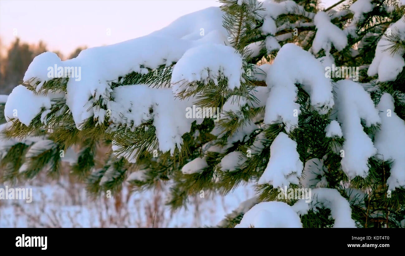 Albero di natale sotto la neve. il ramo di un albero di natale con le gocce  di acqua. paesaggio invernale. ramo di pino albero sotto la neve. i rami  degli alberi con