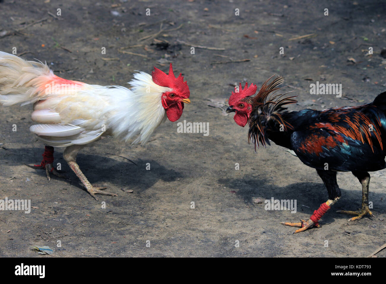 Due sono pronti a combattere. Combattimenti di pollo. Foto Stock