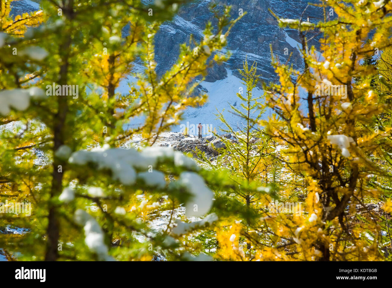 Escursionisti nel Pocaterra Cirque, Kananaskis Country, Alberta, Canada. Foto Stock