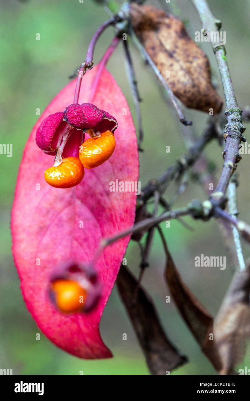 Euonymus "Cascata Rossa" Euonymus europaeus "Cascata Rossa", albero del fuso, foglie d'autunno da vicino Foto Stock
