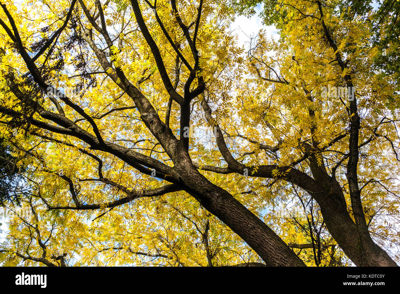 Giuglans catayensis, autunno cinese di noce, foglie di autunno giallo in una cima di un albero Foto Stock