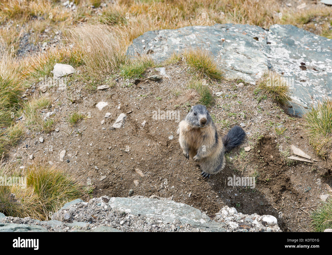 La marmotta alpina in autunno pendio montano. Kaiser Franz Joseph glacier, Grossglockner Strada alpina nelle Alpi austriache. Foto Stock