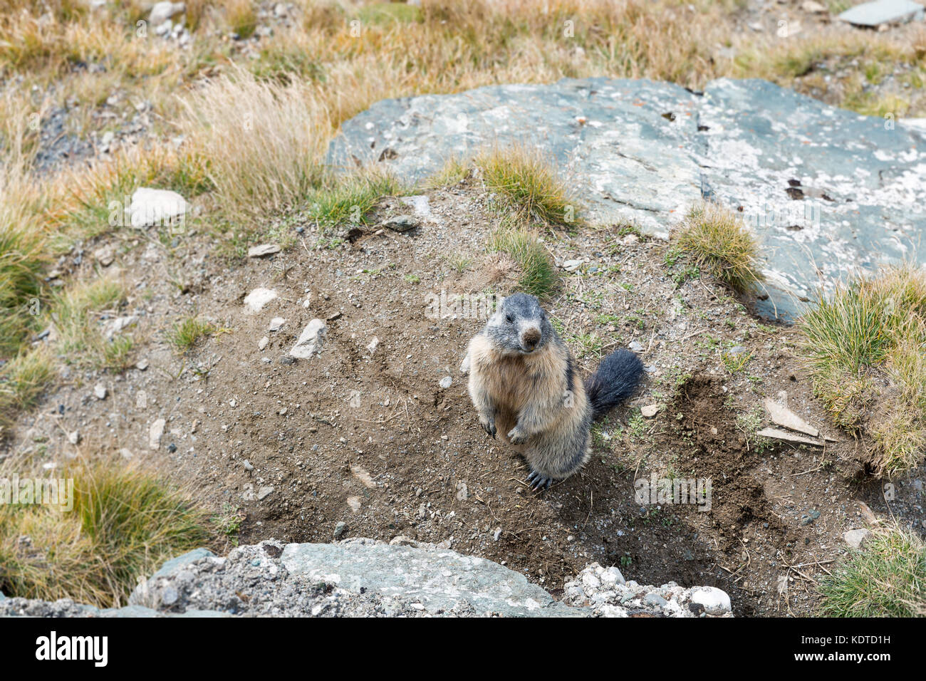 La marmotta alpina in autunno pendio montano. Kaiser Franz Joseph glacier, Grossglockner Strada alpina nelle Alpi austriache. Foto Stock