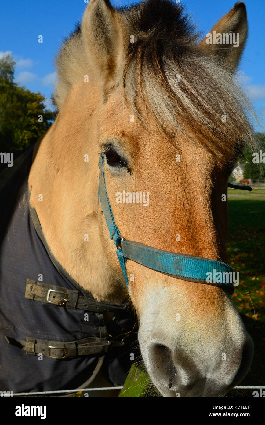 Il francese percheron progetto di cavallo in fattoria vicino fino Foto Stock