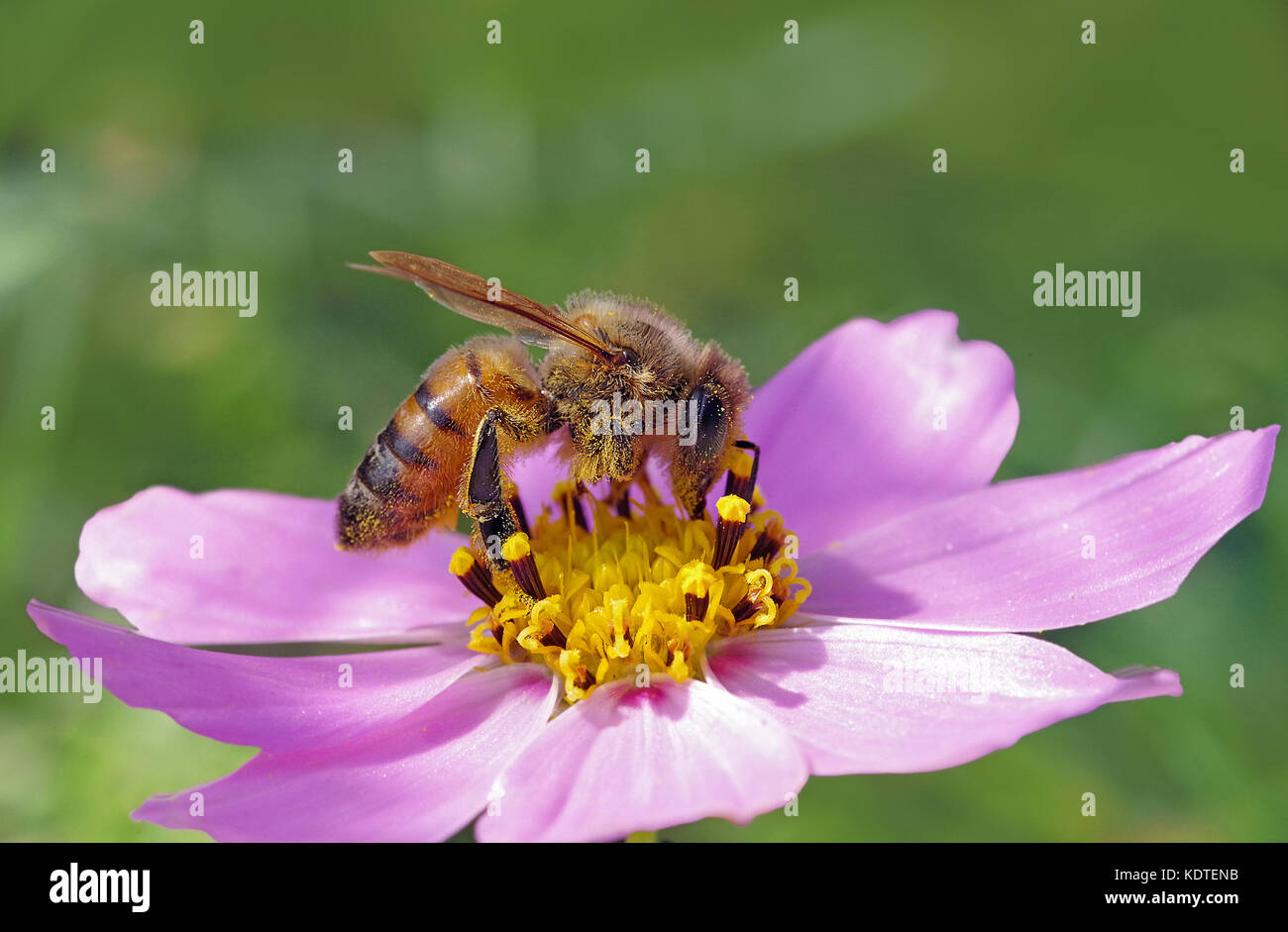 Ape su rosa e giallo fiore cosmos Foto Stock