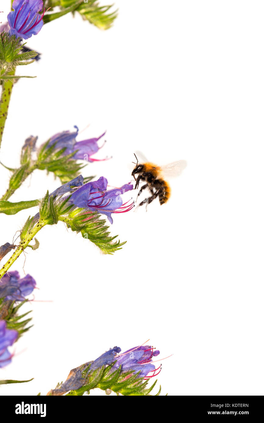 Bee nel volo fiore di avvicinamento Foto Stock