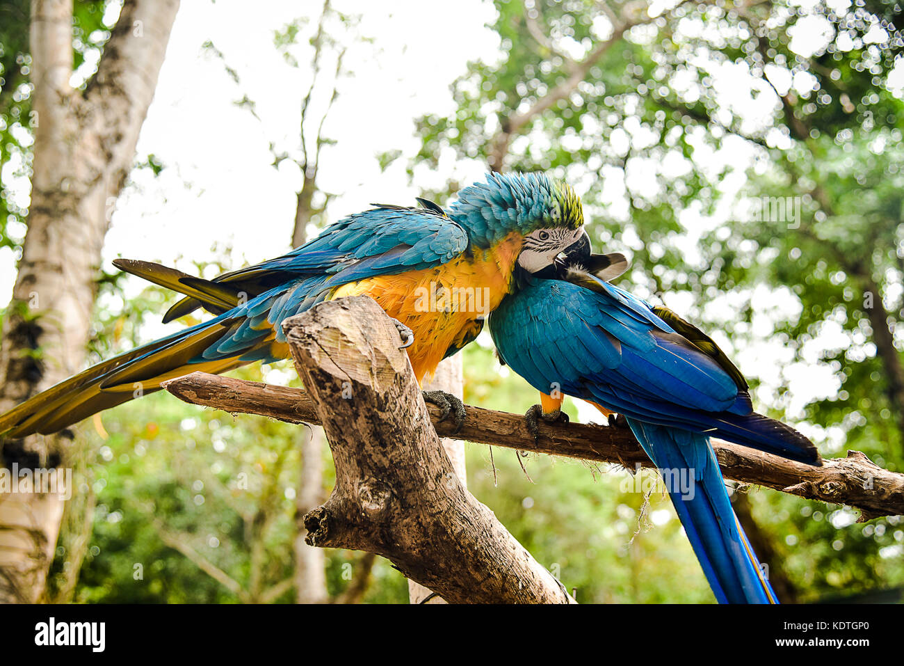 Multi colore pappagalli macaw Bird Foto Stock