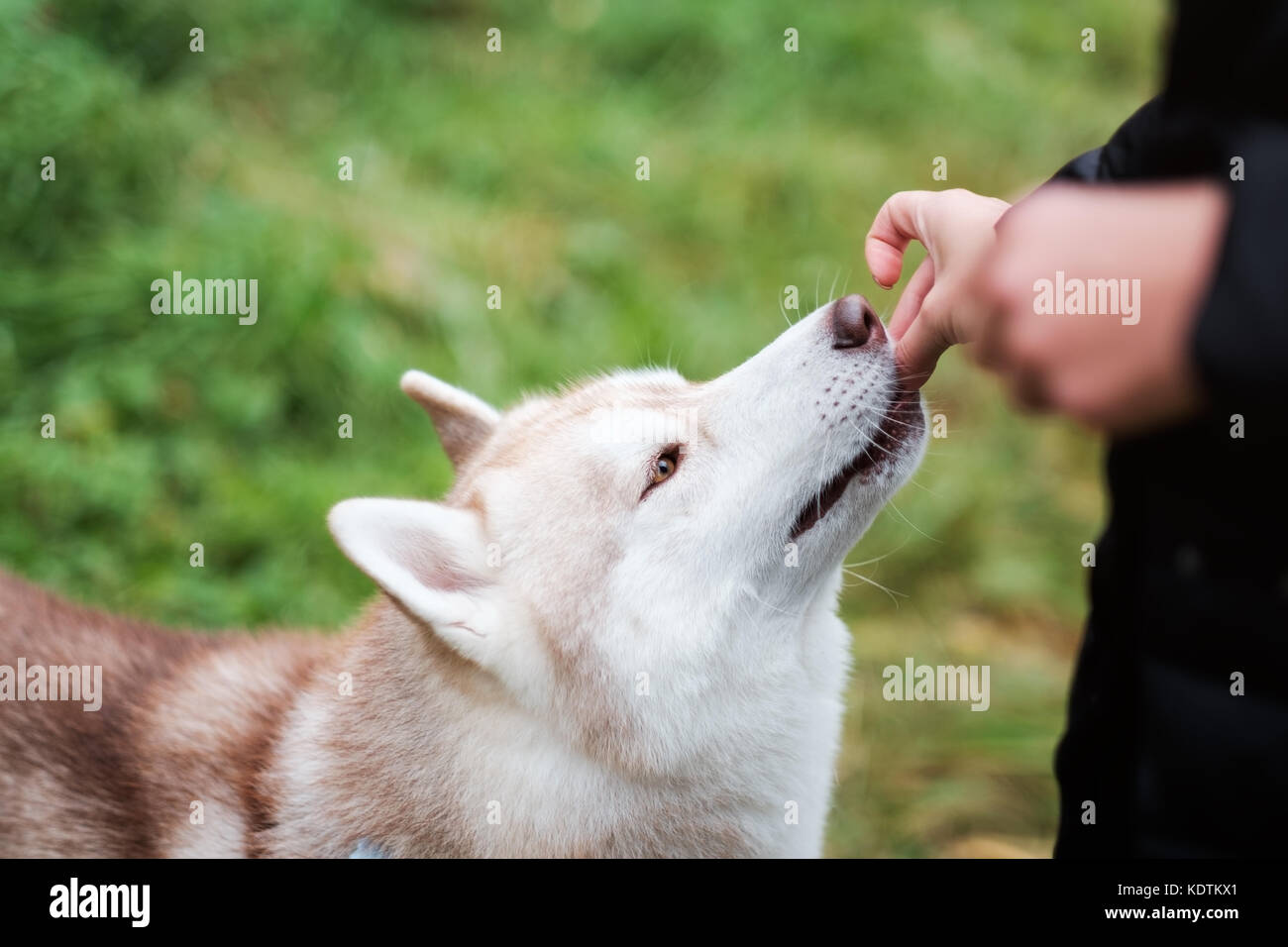 Premio di formazione. Il proprietario dà il suo cane cibo per fare un comando. Foto Stock