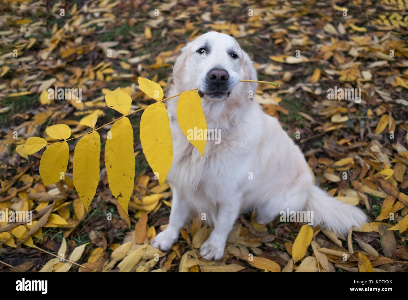 Il golden retriever cane azienda big yellow leaf in bocca e il comando attendere Foto Stock