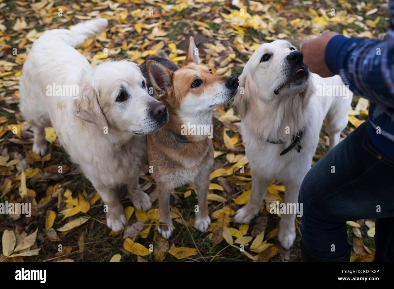 Dando golden retriever e huskies a trattare Foto Stock