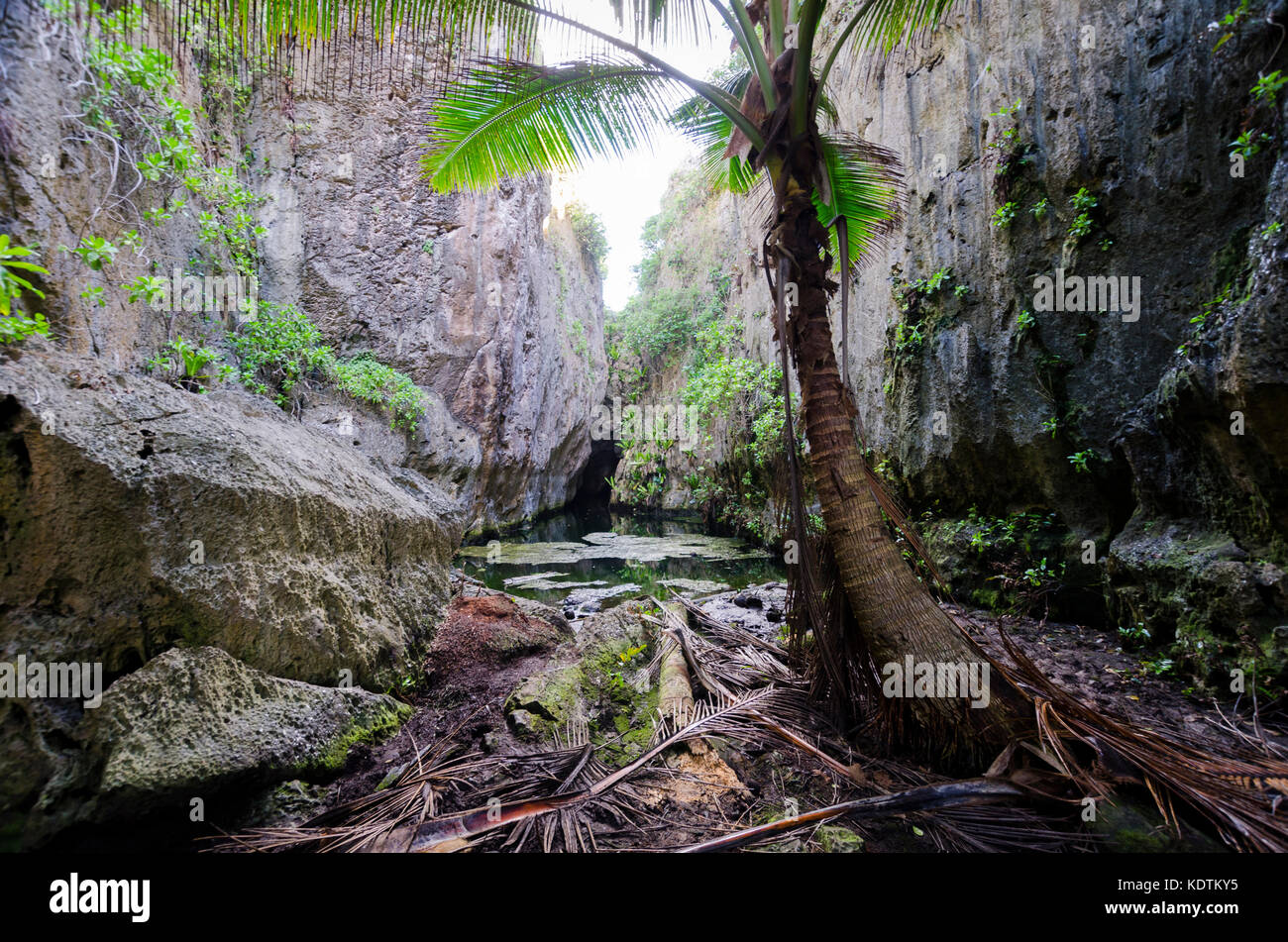 Gli alberi di cocco nel baratro, Togo, Niue, Sud Pacifico Foto Stock