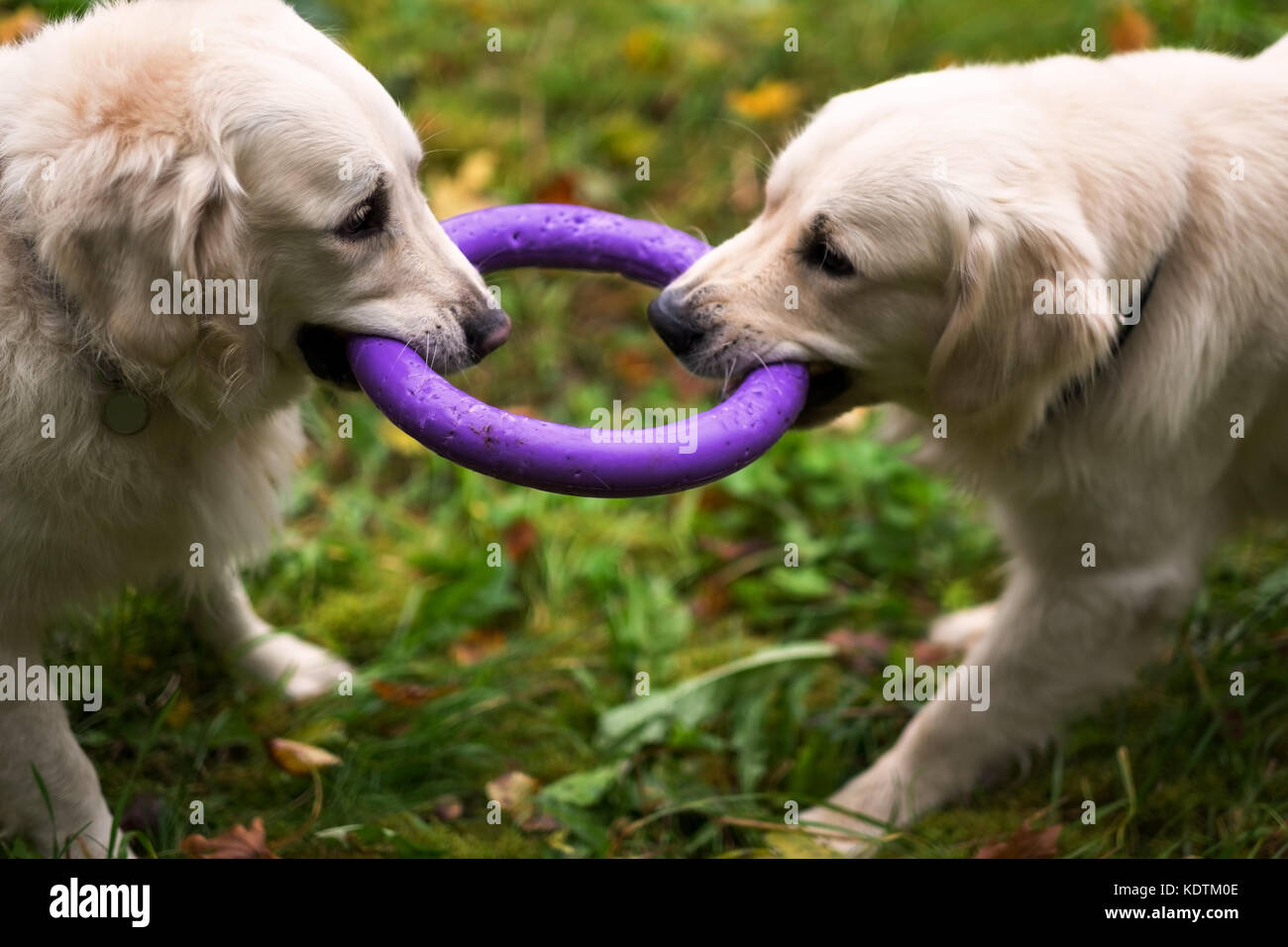 Due golden retriever Cani giocando con un giocattolo insieme in autunno. Foto Stock