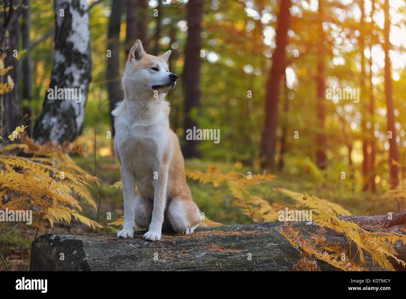 Divertenti cane giapponese Akita inu cucciolo nella foresta di autunno Foto Stock