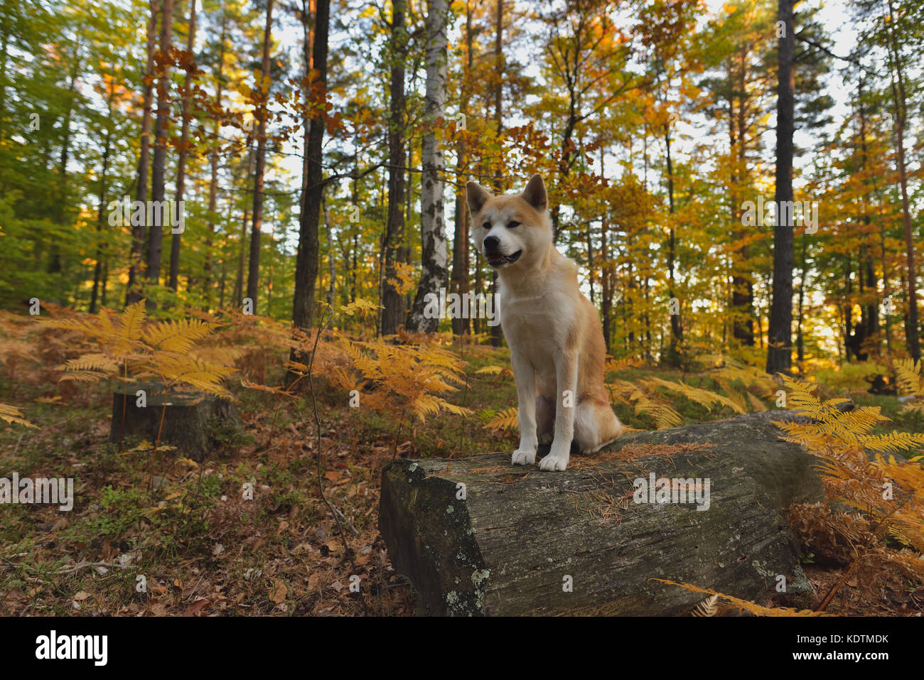 Divertenti cane giapponese Akita inu cucciolo nella foresta di autunno Foto Stock