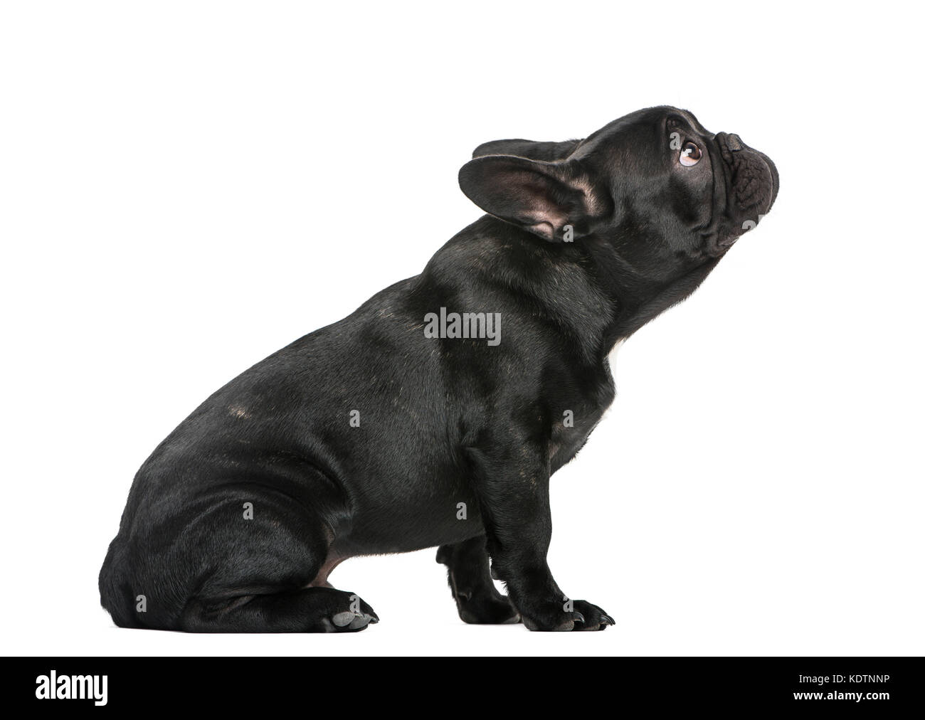Bulldog francese cucciolo (3 mesi) Foto Stock