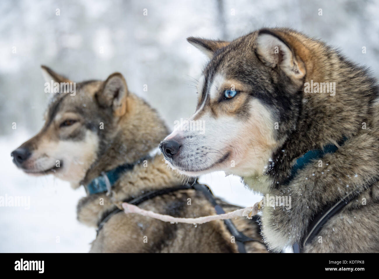 Cani Husky close-up, Lapponia, Finlandia Foto Stock