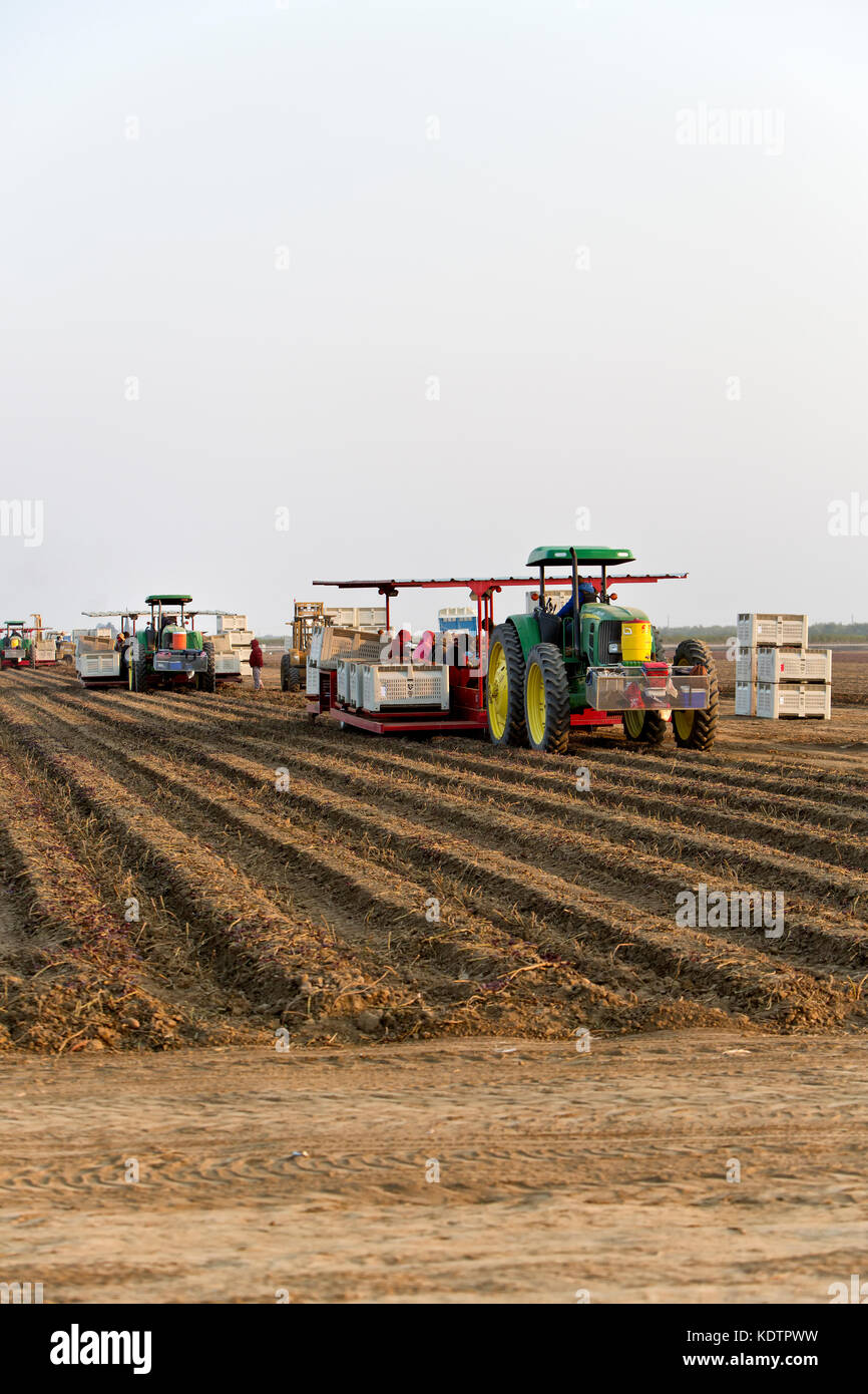 Harvester che trasportano i lavoratori " sollevamento " Kamote cultivar di patate dolci "Ipomoea batatas', filippino a base di erbe medicinali vegetali, trattore John Deere. Foto Stock