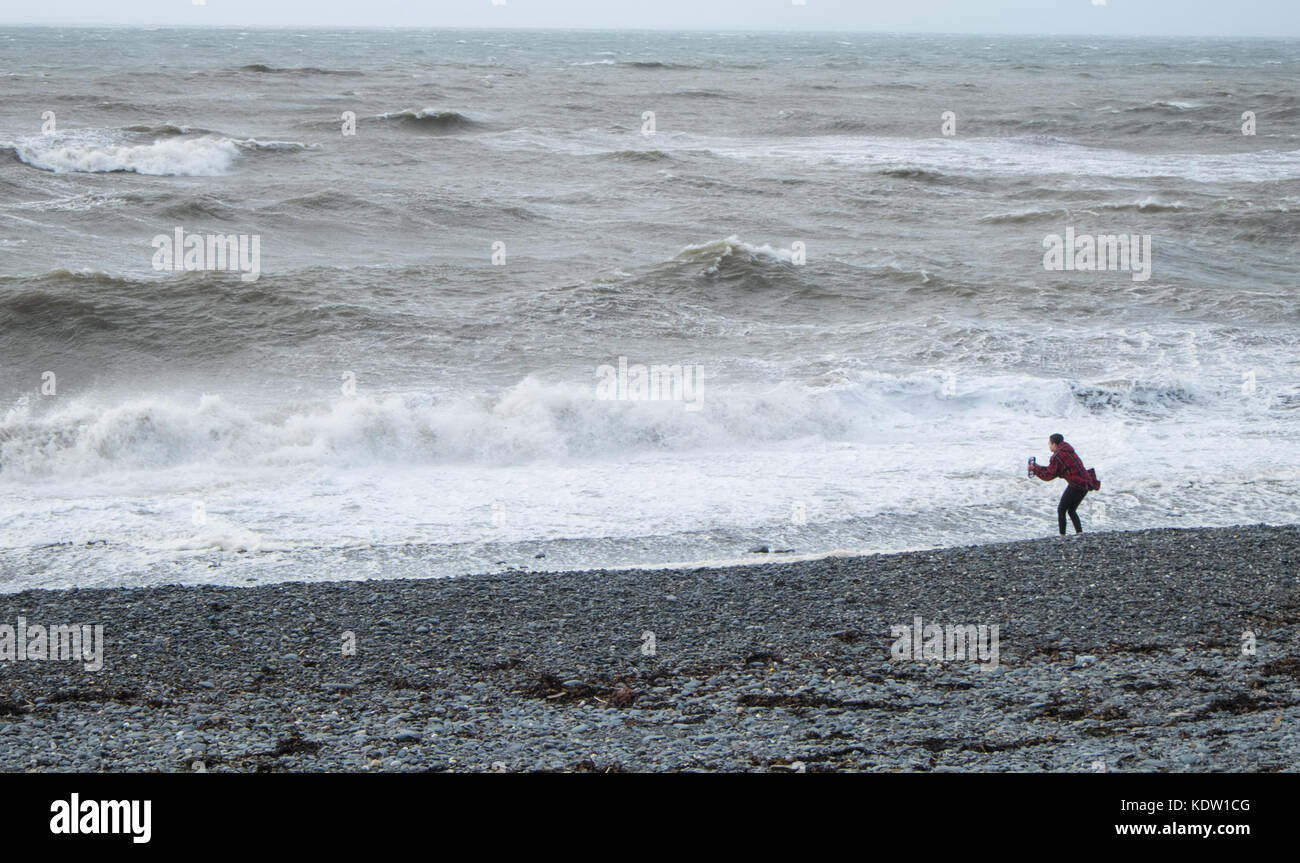 Aberystwyth, Wales, Regno Unito. Xvi oct, 2017. Regno Unito: Meteo Storm Ofelia in Aberystwyth,Galles,UK,U.K.,l'Europa. I forti venti provenienti in off sul mare irlandese, presenza di raffiche fino a 70mph, pastella il Cardigan Bay Town di Aberystwyth,Ceredigion,West Wales. Il Met Office ha emesso gli avvisi di ambra per la regione come i resti di uragano Ofelia raggiungere il Regno Unito. Una magia di molto ventoso è previsto per oggi in associazione con l'ex-Ofelia. Più i tempi di viaggio e le cancellazioni sono probabilmente, come strada, ferroviario, aereo e i servizi di traghetto possono essere interessate nonché alcune chiusure a ponte. Credito: Paolo Quayle/Alamy Live News Foto Stock