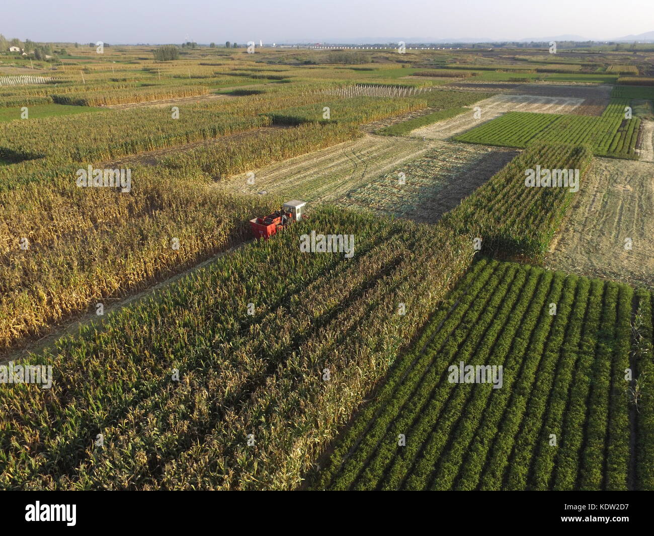 Linyi, la provincia cinese di Shandong. 28 settembre 2017. Gli agricoltori raccolgono mais nella contea di Pingyi di Linyi, nella provincia di Shandong nella Cina orientale, 28 settembre 2017. Il Ministero dell'Agricoltura cinese (MOA) lunedì ha stimato che la produzione di cereali del paese supererà i 600 milioni di tonnellate nel 2017, il che indica un altro anno di raccolto eccezionale. Crediti: Wu Jiquan/Xinhua/Alamy Live News Foto Stock