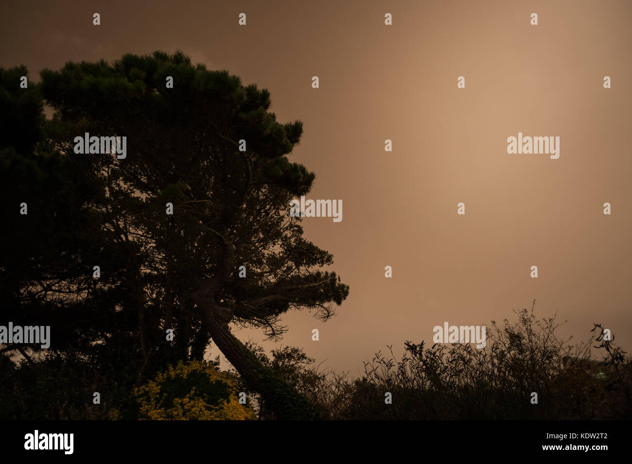 Un lugubre scena di un albero contro un cielo scuro al Parco Mewsbrook in Littlehampton, West Sussex, Regno Unito come il giorno si trasforma in notte durante la strana condizioni atmosferiche. Il cielo si è oscurato e uno strano bagliore arancione è apparso nel bel mezzo della giornata. Le luci di strada è venuto su e i piloti hanno dovuto mettere i loro fari su. Rapporti dire il fenomeno è stato causato dalla ex uragano, Storm Ofelia, tirando in aria e polvere dall'Europa meridionale e in Africa. Foto Stock