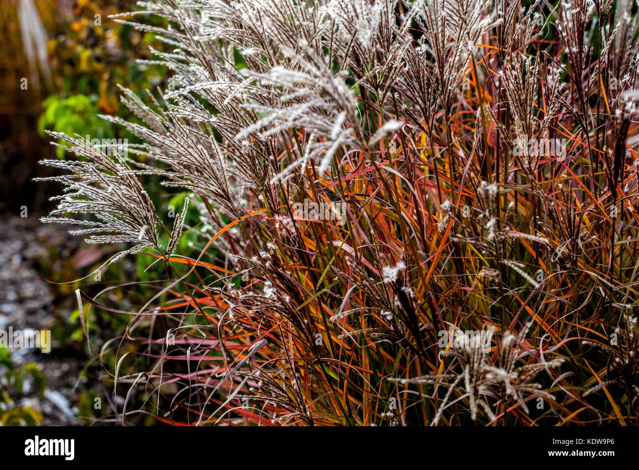 Erba cipollina cinese, giardino autunnale di Miscanthus 'Ferner Osten' erba nana Foto Stock