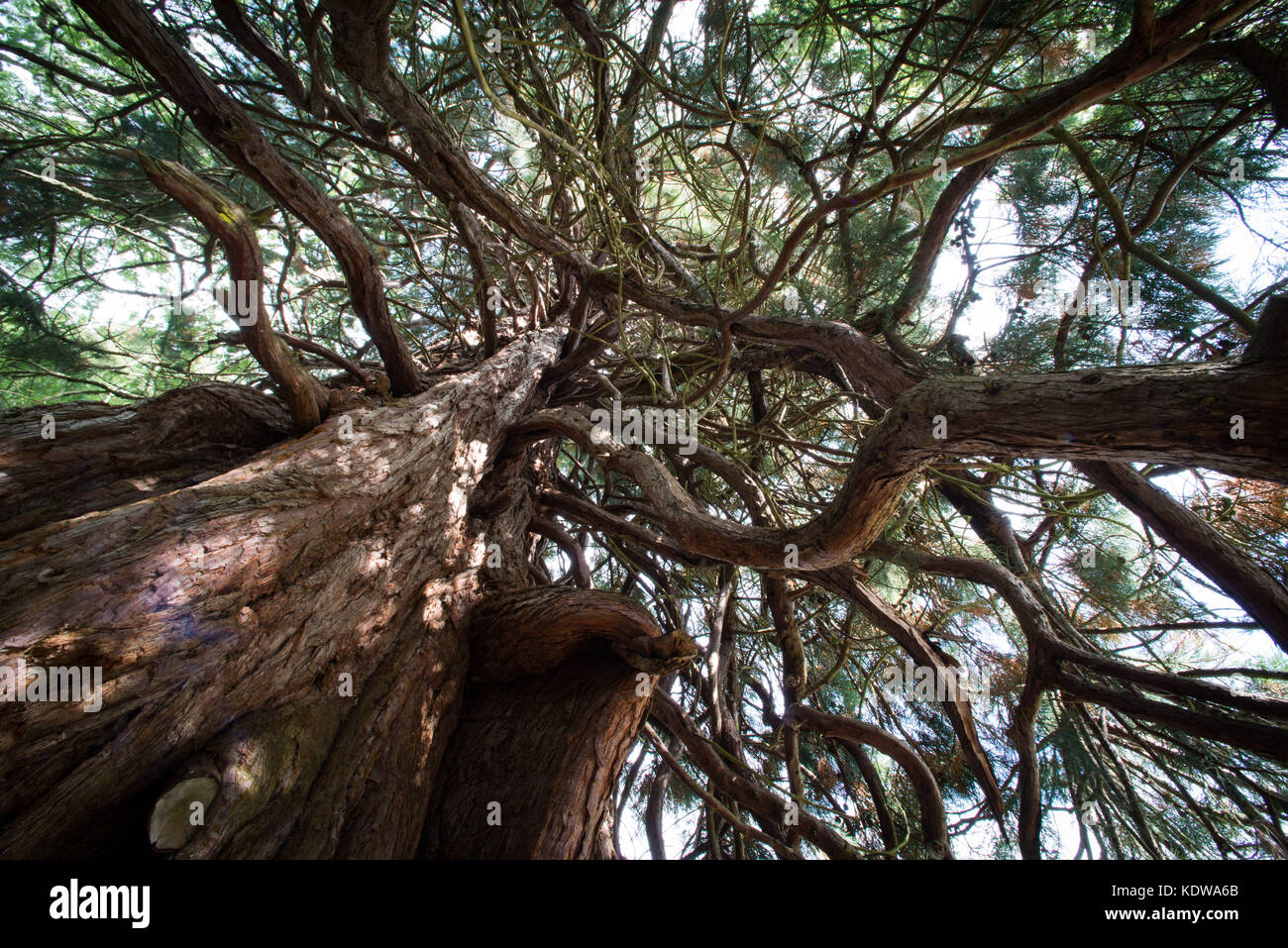 Albero di sequoia all'ingresso Balmacaan boschi vicino a Drumnadrochit Scozia. L'estate. Foto Stock
