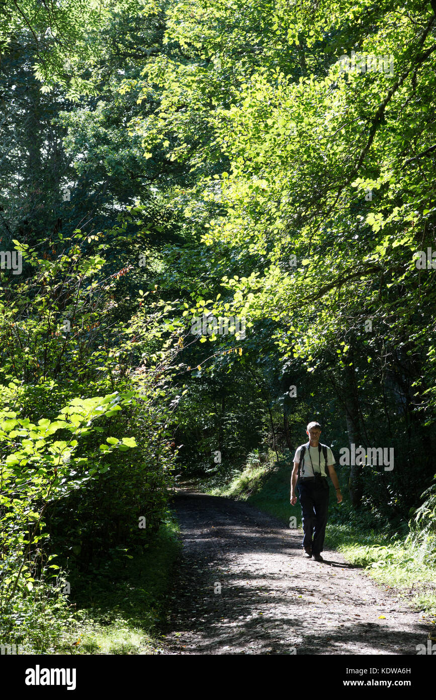 Passeggiate nei boschi Balmacaan vicino a Drumnadrochit, Scozia. Foto Stock