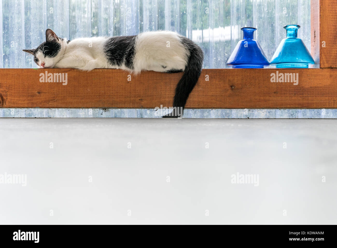 Una in bianco e nero cat dormire su una trave di legno con un sfondo bianco Foto Stock