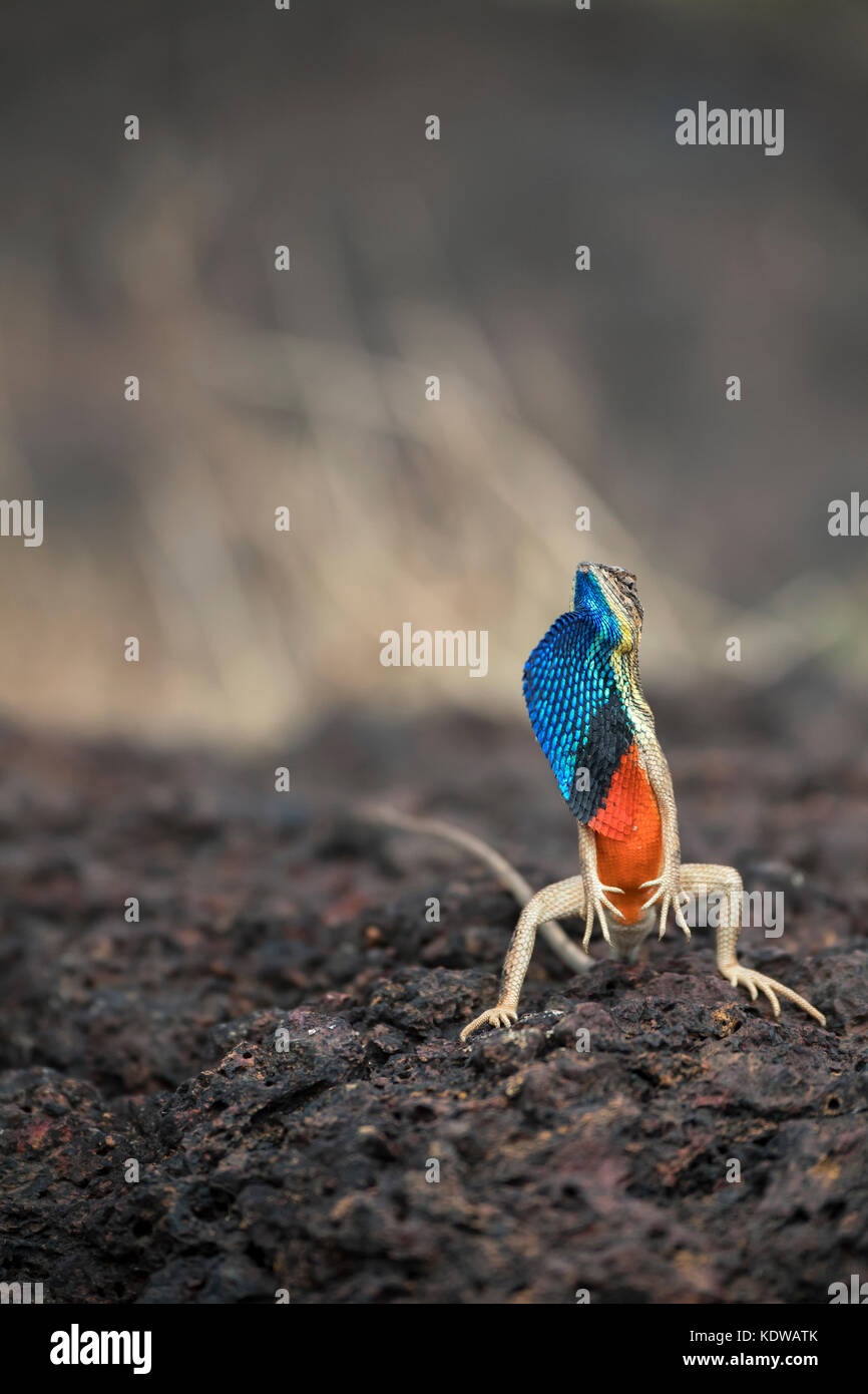 L'immagine della ventola throated Lizard ( Sitana ponticeriana) è stato preso in Satara, Maharashtra, India Foto Stock