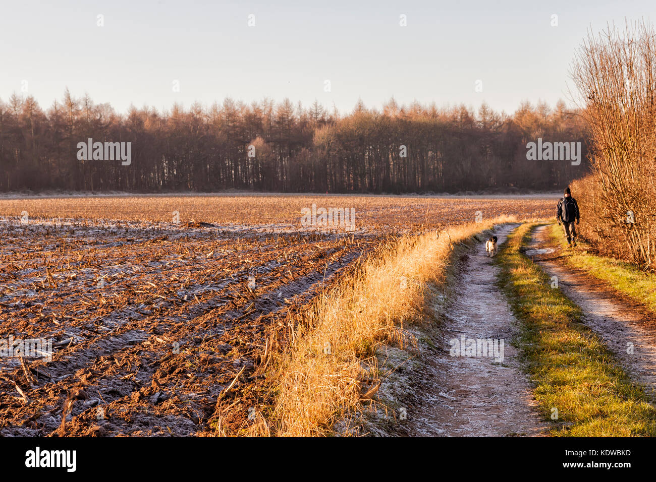 Un cane da passeggio nel campo vicino a Sherwood Forest, Nottinghamshire, Inghilterra Foto Stock