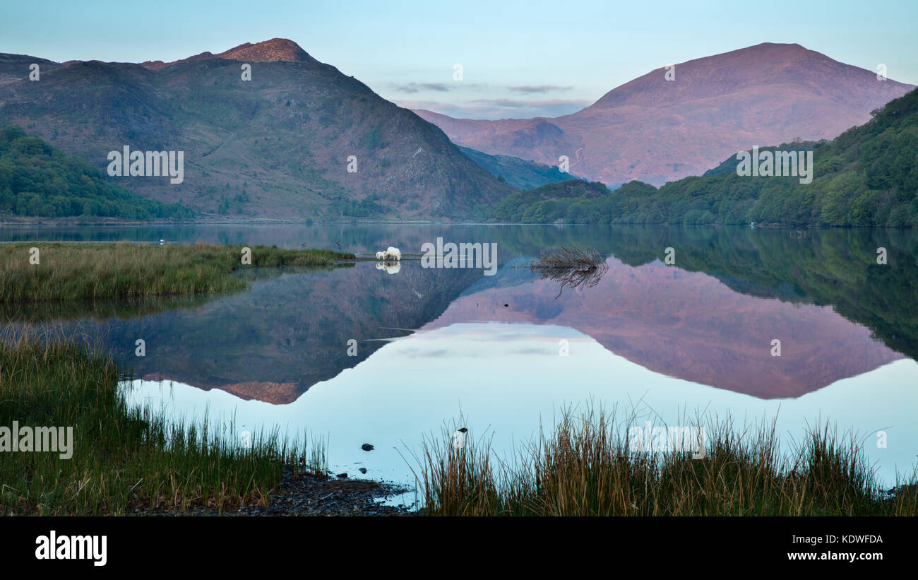 Pecora che pascola sulle rive del llyn dinas all'alba, Snowdonia, GWYNEDD, Wales, Regno Unito Foto Stock