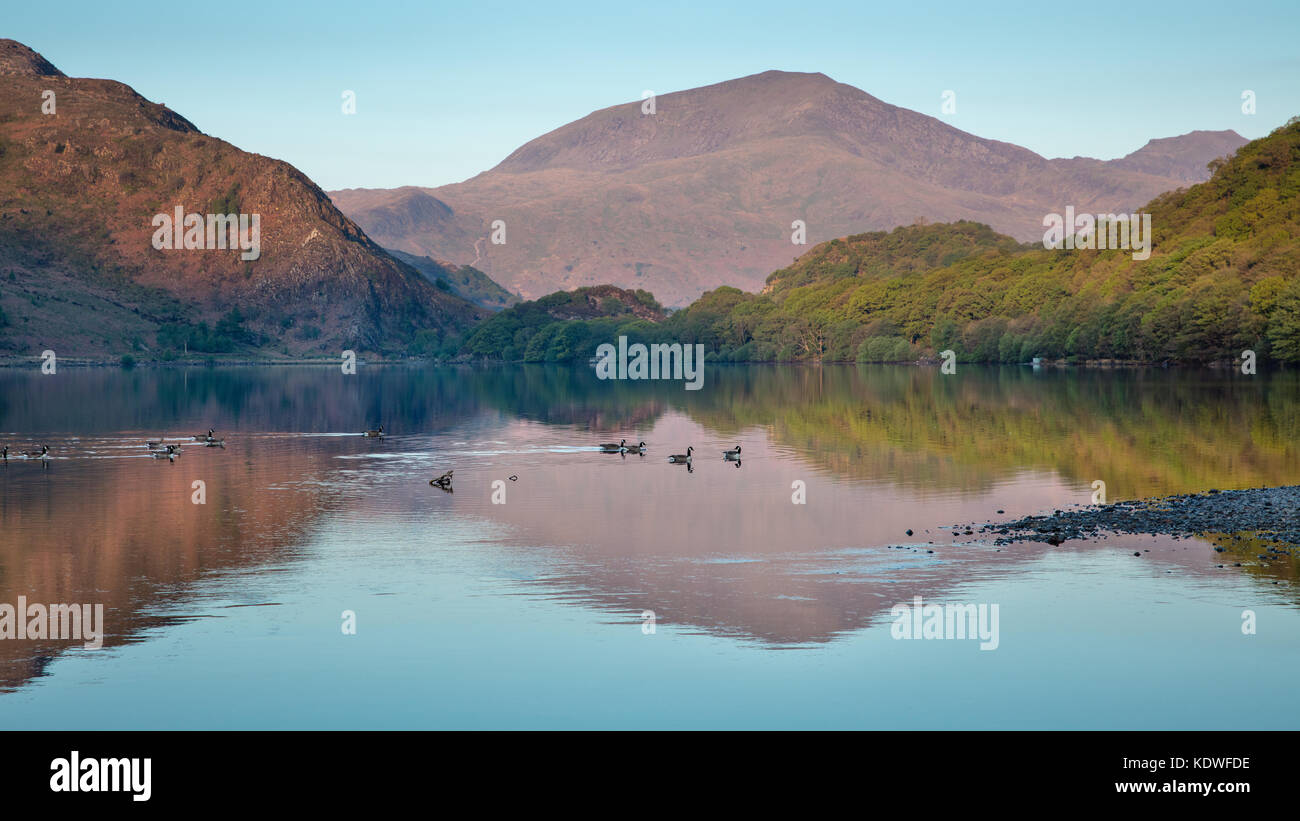 Oche del Canada sul llyn dinas all'alba, Snowdonia, GWYNEDD, Wales, Regno Unito Foto Stock