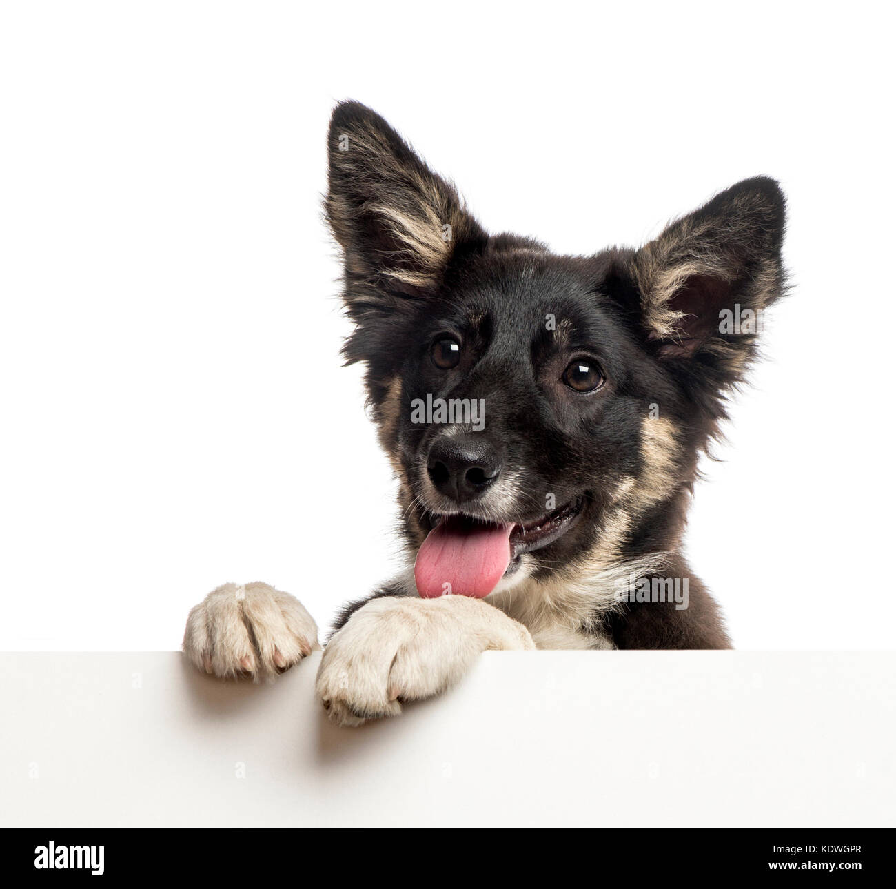 Border Collie appoggiata su una lavagna bianca Foto Stock