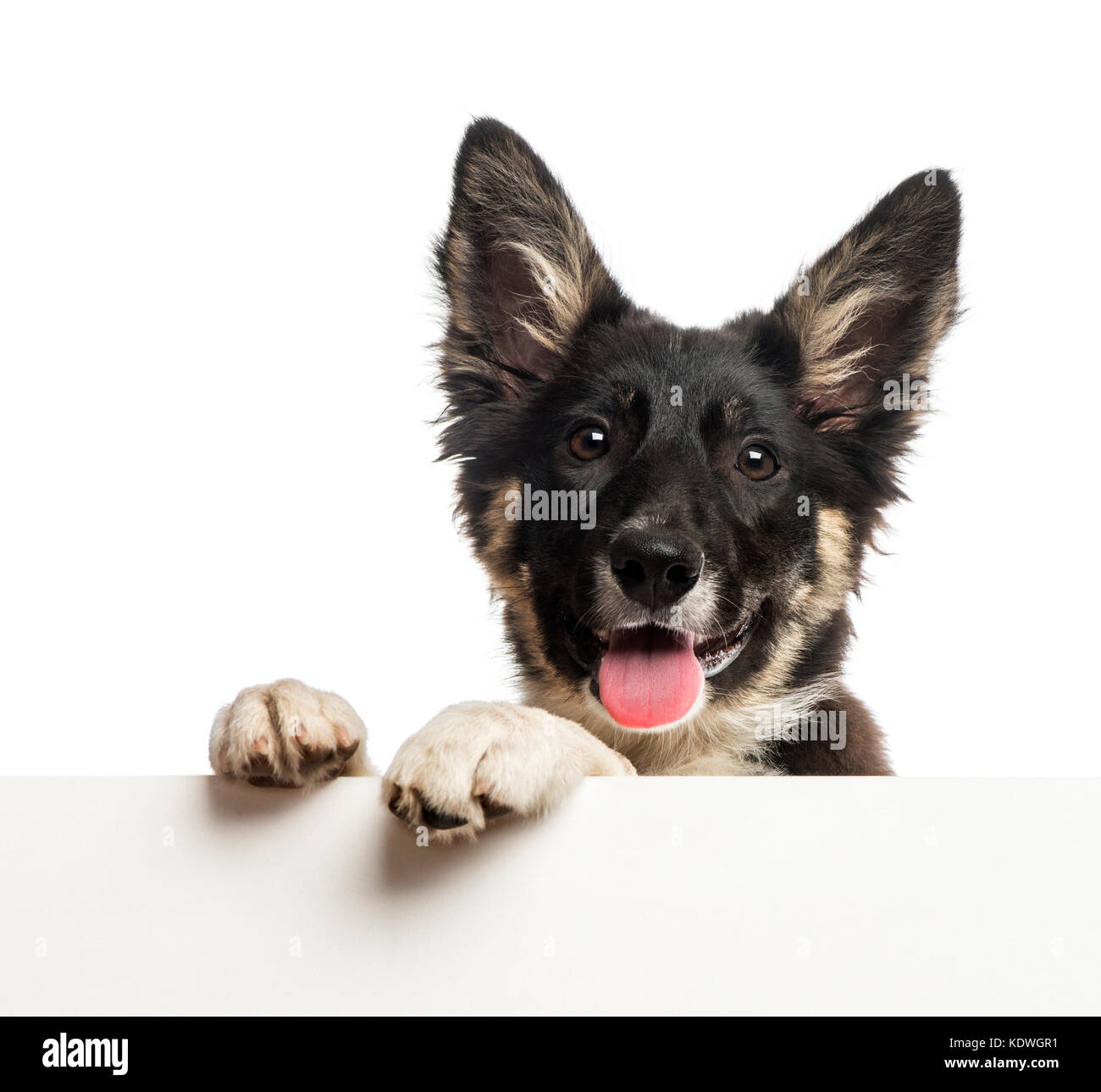 Border Collie appoggiata su una lavagna bianca Foto Stock