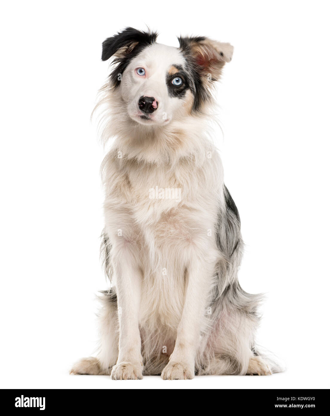 Border Collie seduto con heterochromia davanti a uno sfondo bianco Foto Stock