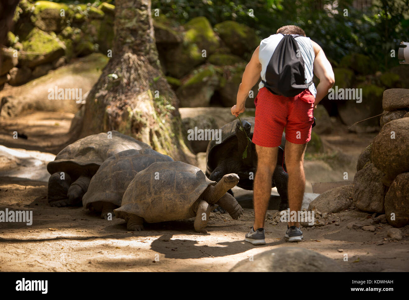 La Seychelles, Mahe, Victoria, giardini botanici, la tartaruga gigante enclosure, tourist mano tartarughe di alimentazione Foto Stock