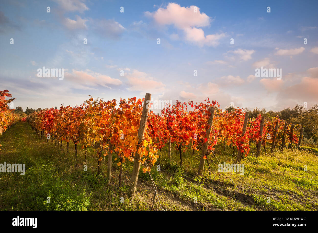 Paesaggio con foglie rosse autunno vigneti. agricolo di scena a cadere. Foto Stock