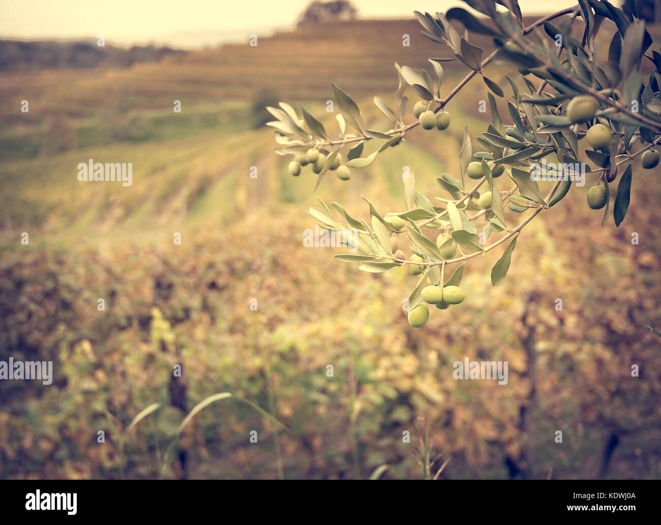 Close up di olive sul ramo di albero. Foto Stock