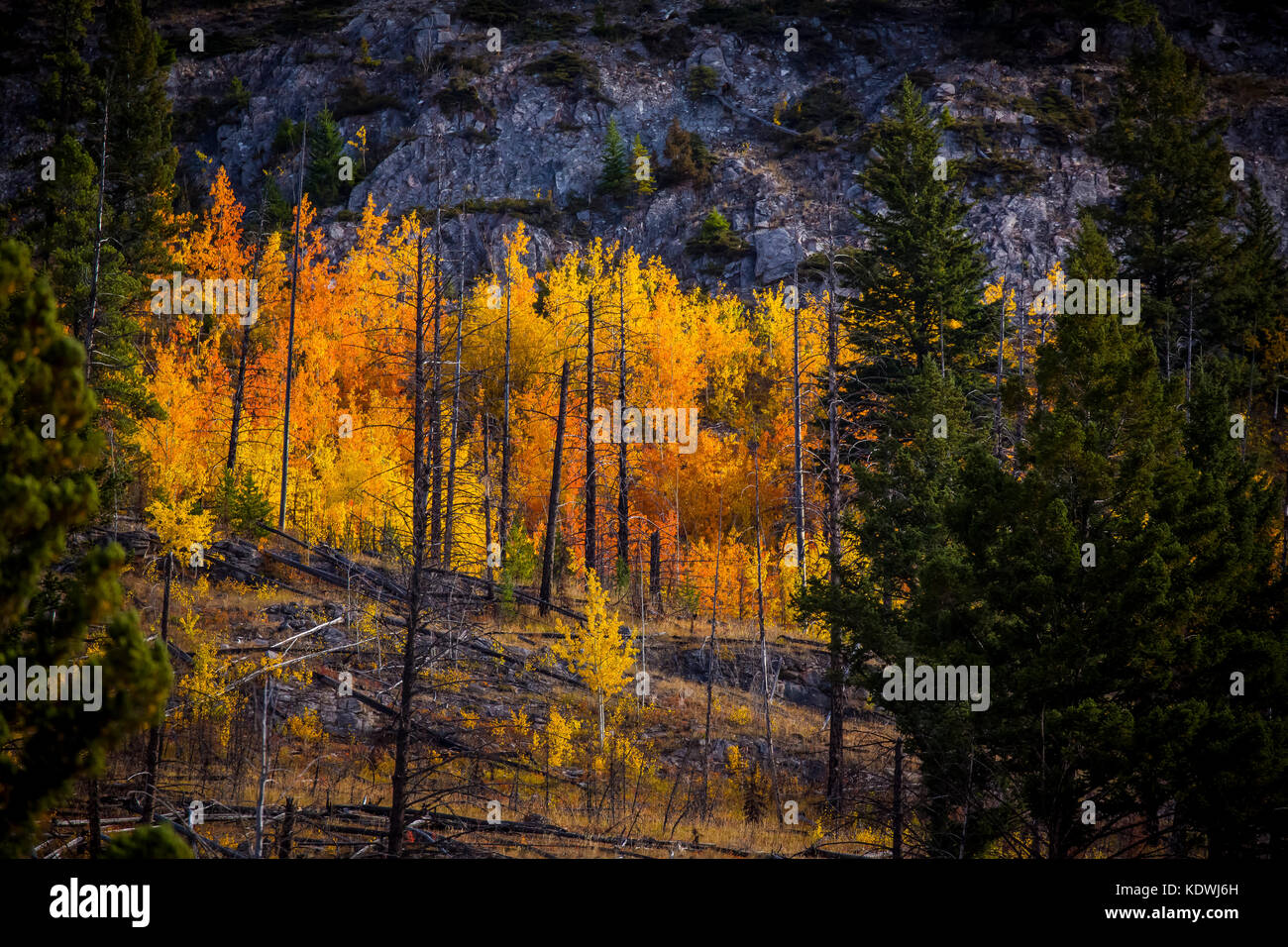 I colori autunnali nella rinnovata della foresta dove un prescritto la masterizzazione è stata completata nel 1993. Foto Stock