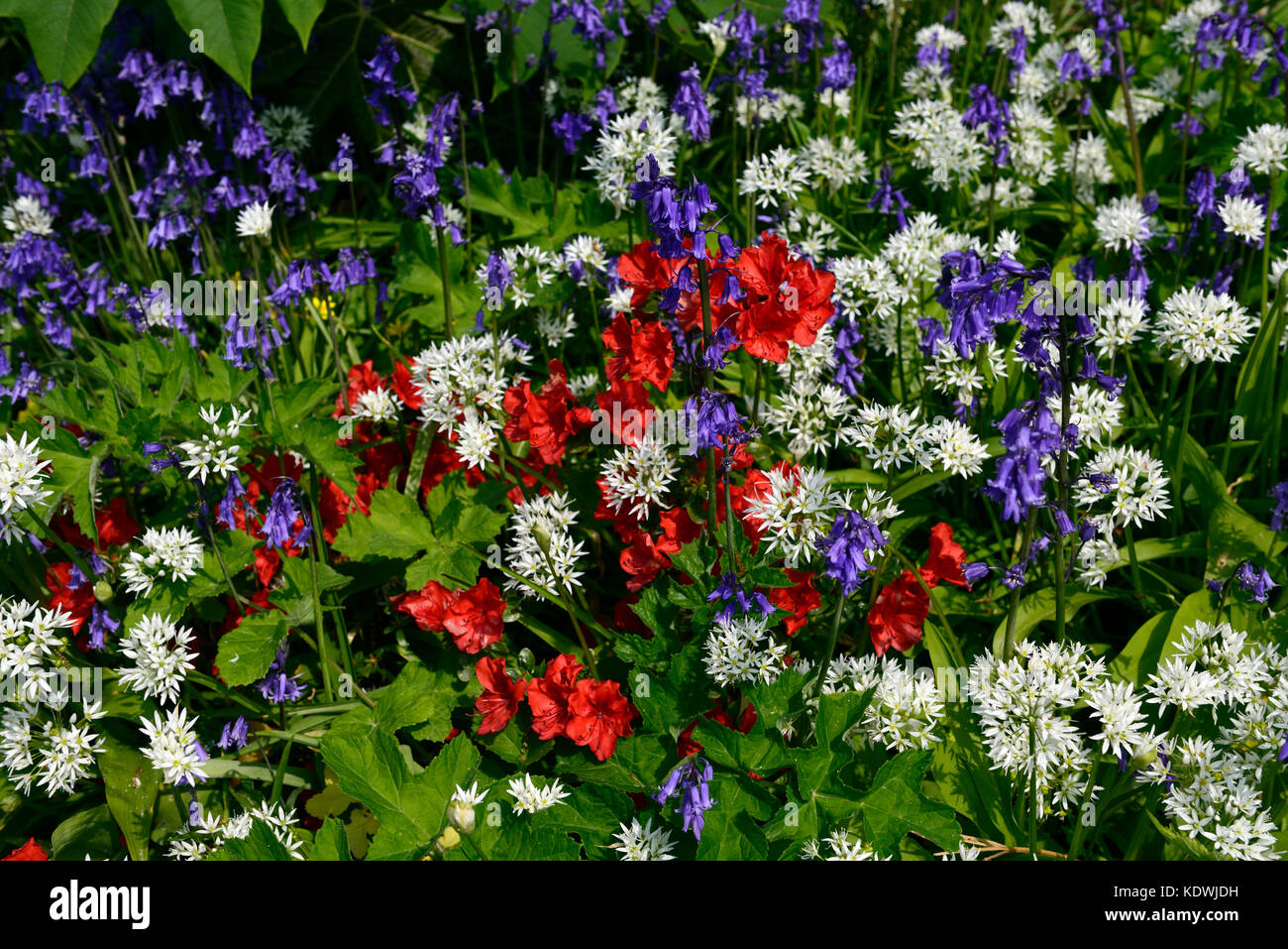 Allium ursinum, Hyacinthoides non scripta, Azalea, rosso, bianco, blu, fiori, fiori, aglio selvatico, bluebells, legno, bosco, molla, Blarney Castle Foto Stock