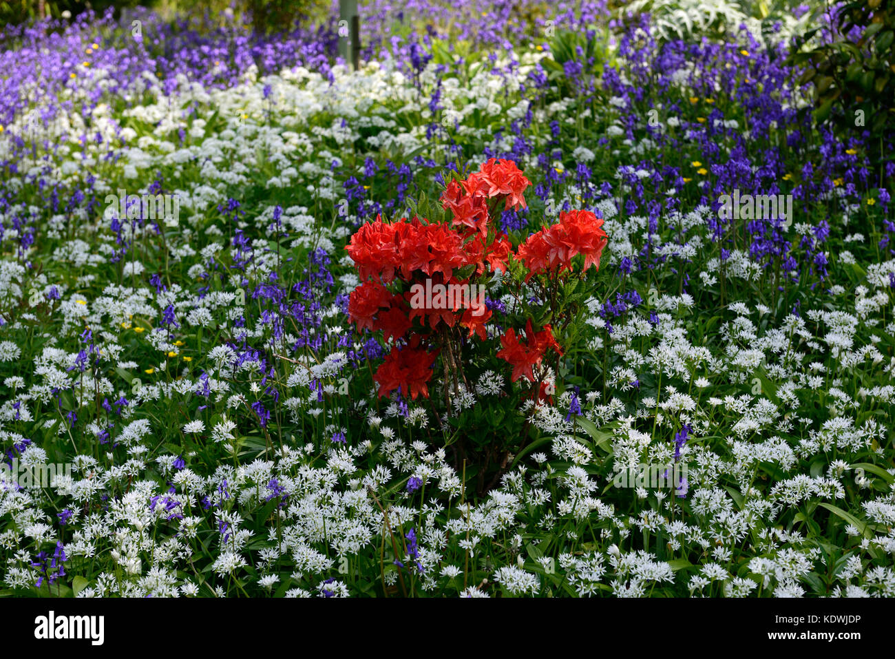Allium ursinum, Hyacinthoides non scripta, Azalea, rosso, bianco, blu, fiori, fiori, aglio selvatico, bluebells, legno, bosco, molla, Blarney Castle Foto Stock