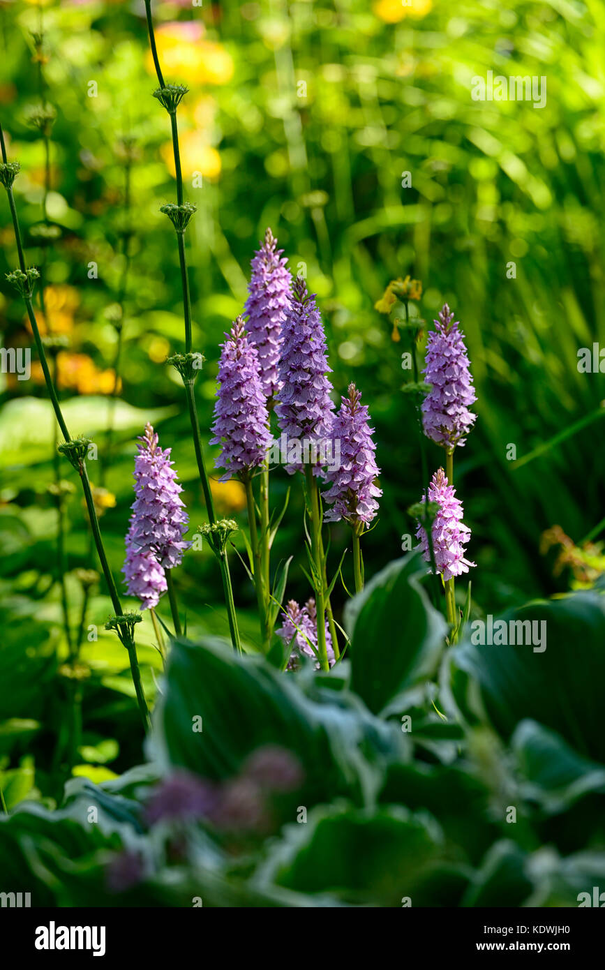 Dactylorhiza fuchsii, comune spotted orchid, infiorescenza viola pallido, fiori, fiori, verde fogliame, foglie, piante perenni, marsh orchidee, f Foto Stock