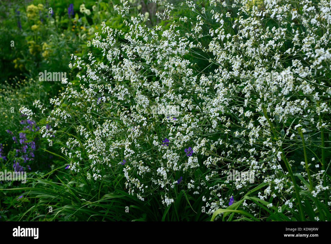Hesperis matronalis, dolce rucola, bianco, fiori, fiori, fioritura, tarda primavera, molla, RM Floral Foto Stock
