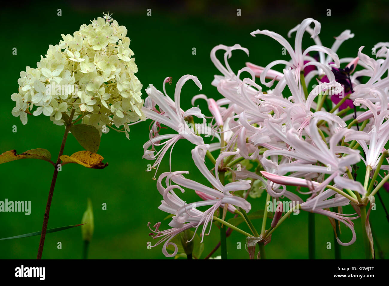 Hydrangea paniculata orso polare, Nerine Bowdenii Rowie, autunno autunnale, caduta, fiori, fioritura, RM Floral Foto Stock