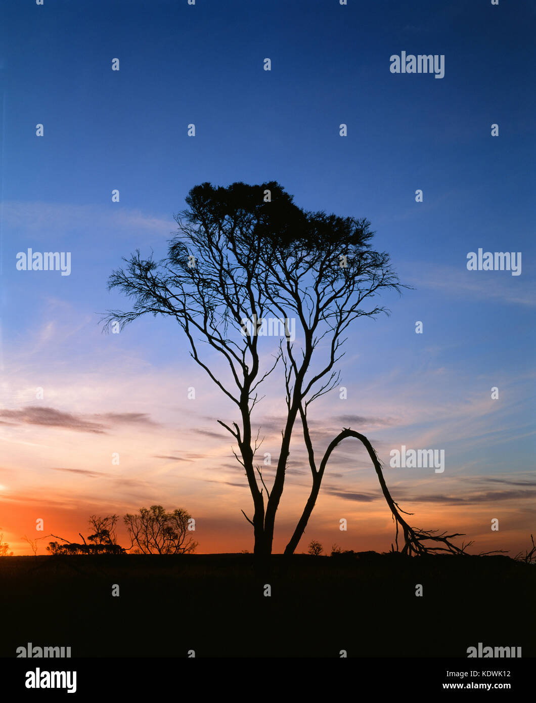 Silhouette di un albero con ala ripiegata contro il tramonto Foto Stock