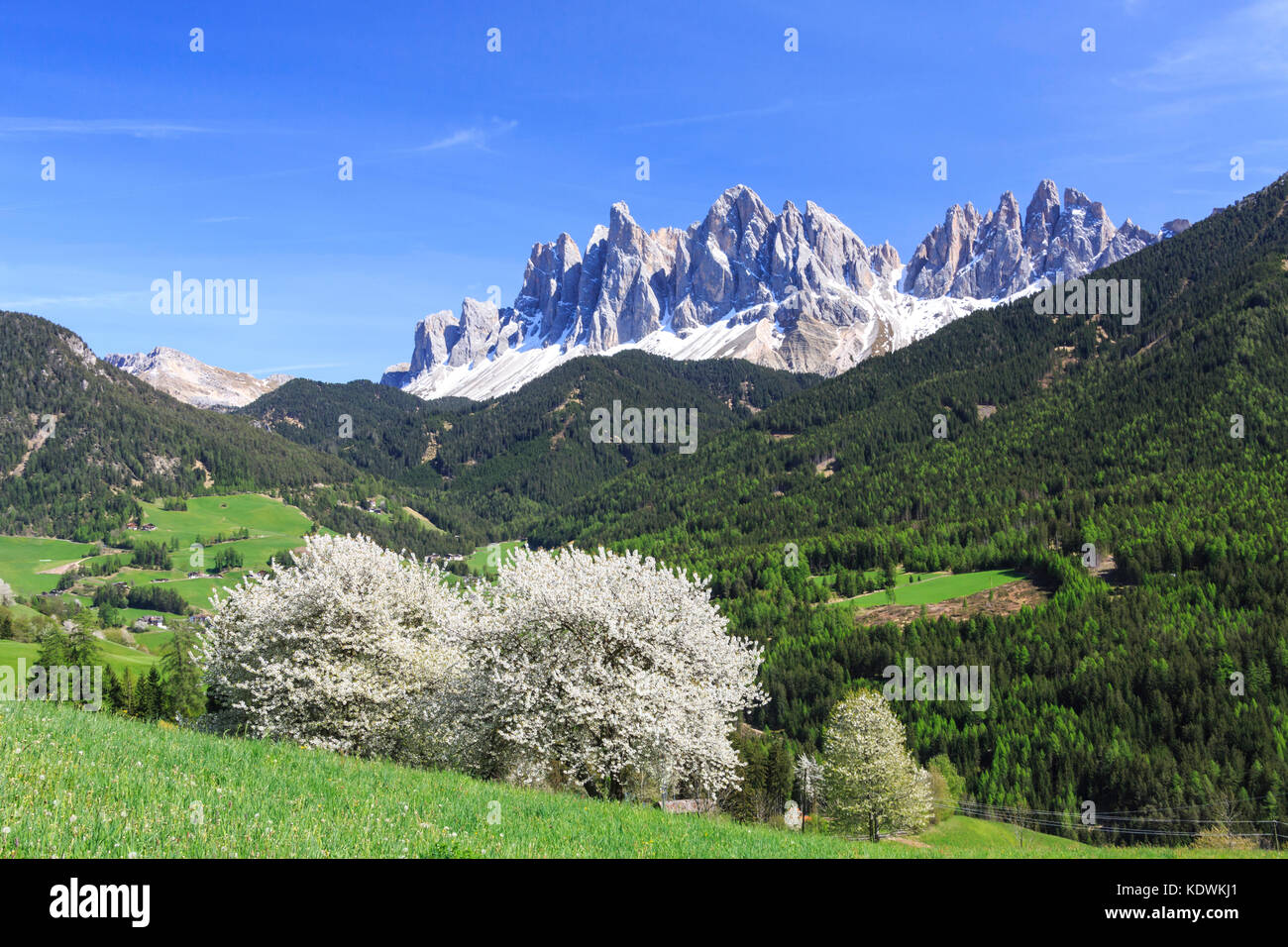 Le Odle in background potenziata da alberi fioriti . val di funes. Alto Adige Dolomiti Italia Europa Foto Stock