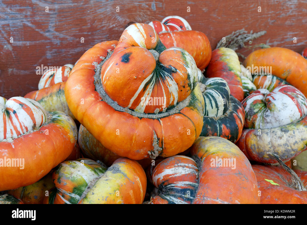 Pila di turbante squash per vendita a Isola Westham Herb Farm, Delta, British Columbia, Canada Foto Stock