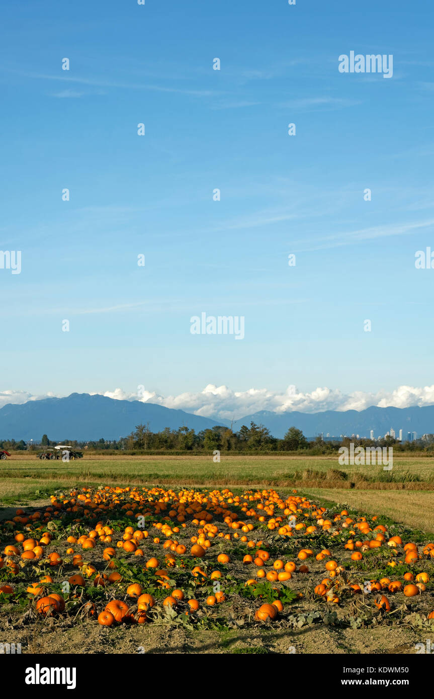 Campo di zucche costa con le montagne sullo sfondo, Westham isola, a sud Delta, British Columbia, Canada Foto Stock