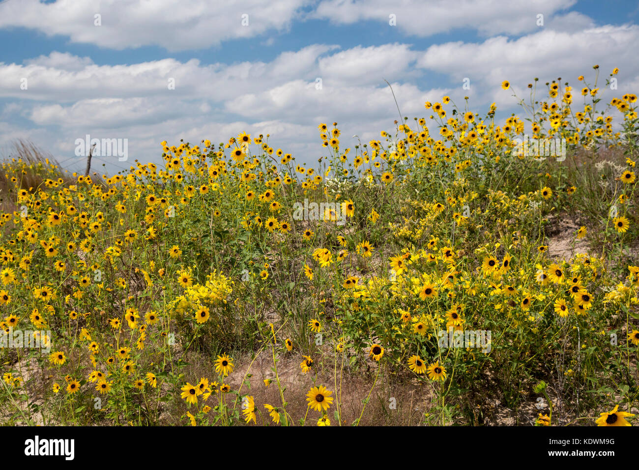Tryon, Nebraska - Girasoli che crescono lungo una strada nelle Sandhills del Nebraska. Foto Stock